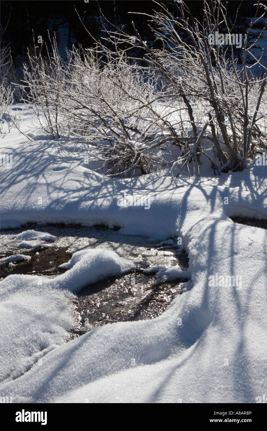 Vertical scenery frozen forest hi-res stock photography and images - Alamy