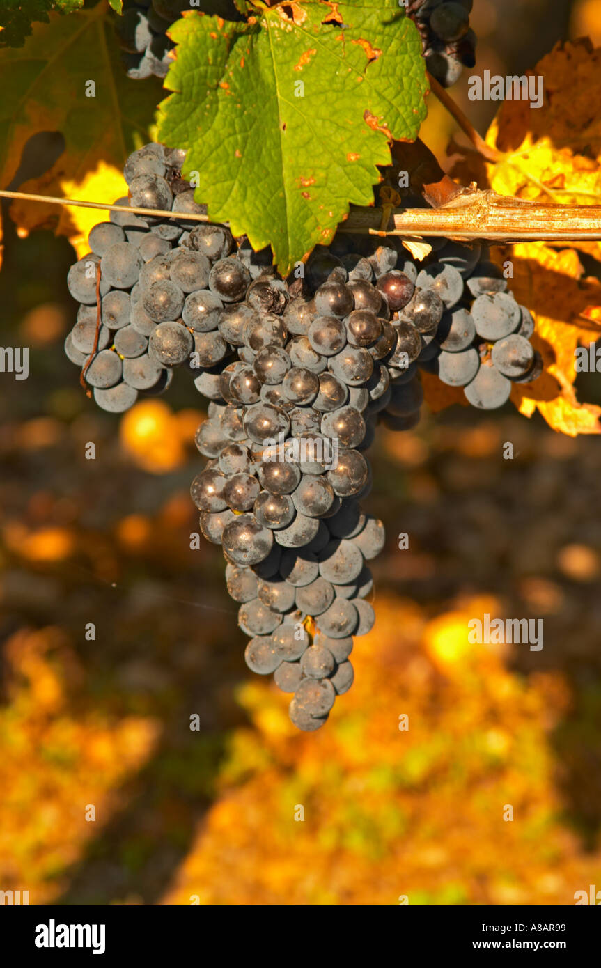 A vine with Ripe Merlot grape bunches on the vine at Chateau Lafleur ...