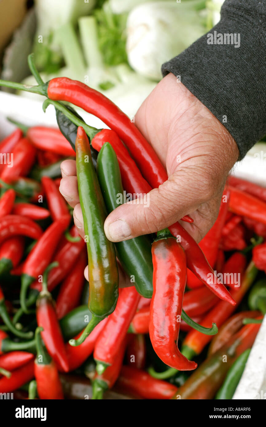 A handful of red chillies Stock Photo