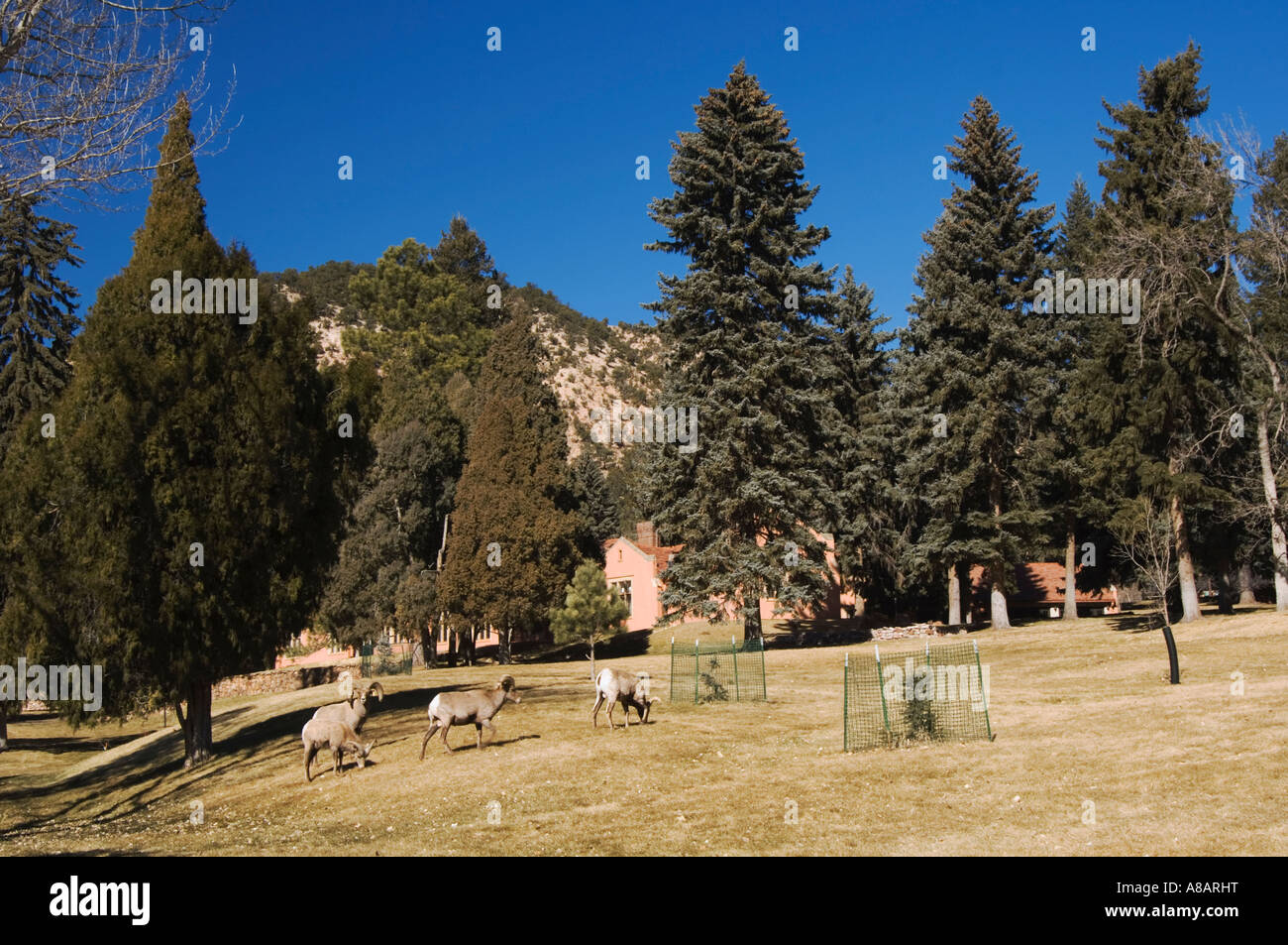 Bighorn Sheep Mountain Sheep Ovis canadensis males Garden of The Gods
