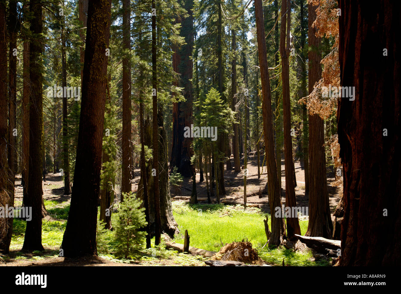 Mixed Conifer Forest along the Congress Trail Giant Forest Sequoia NP