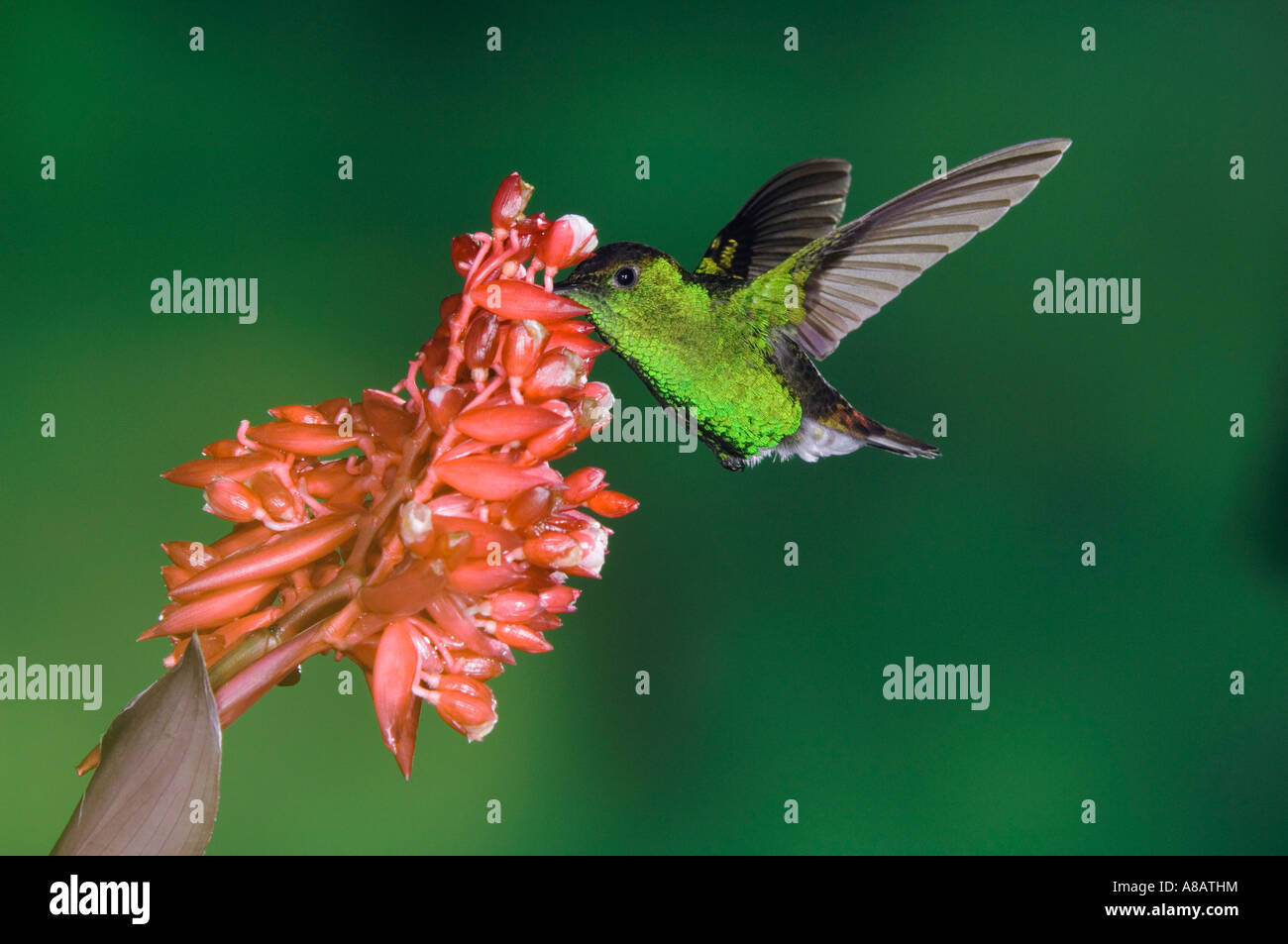 Coppery headed Emerald Hummingbird Elvira cupreiceps male in flight on flower Central Valley Costa Rica Central America Stock Photo