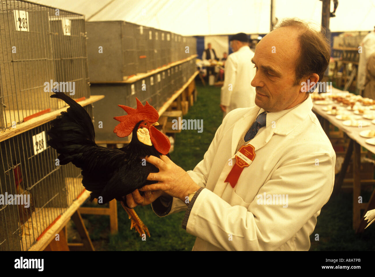 Newark Nottinghamshire England Nottingham county show. A  Brown  Leghorn cockerel with a bright red plume in the wild fowl 1990s 90s  HOMER SYKES Stock Photo