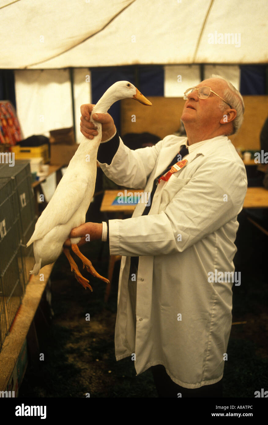 Newark, Nottinghamshire England Nottingham county show. James Crawford judges a  duck in the wild fowl section of the show. 1990s HOMER SYKES Stock Photo