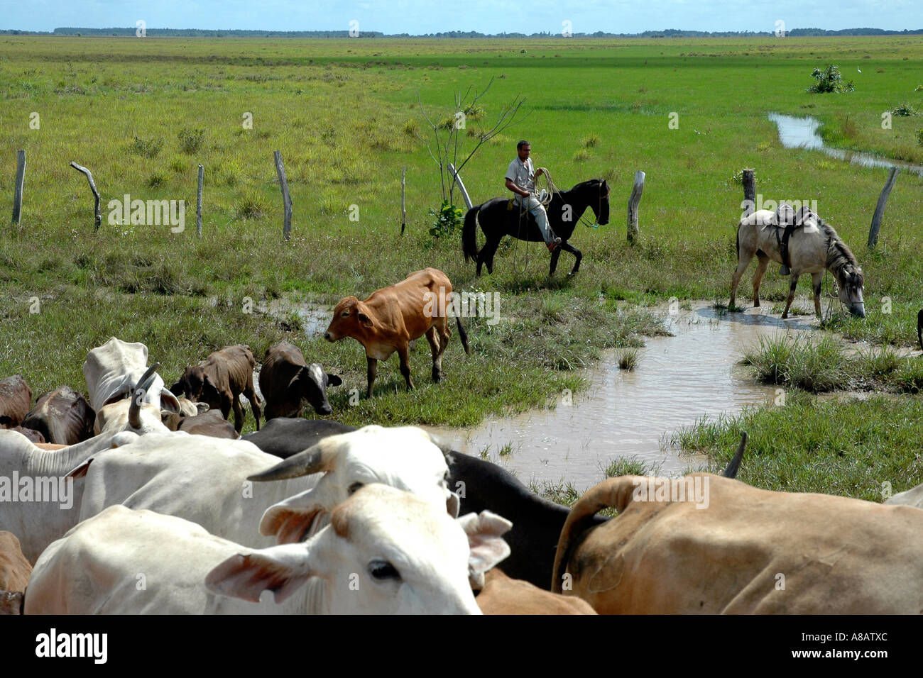 Cattle and their herdsman, or vaquero, in the flatlands of northeast Venezuela Stock Photo