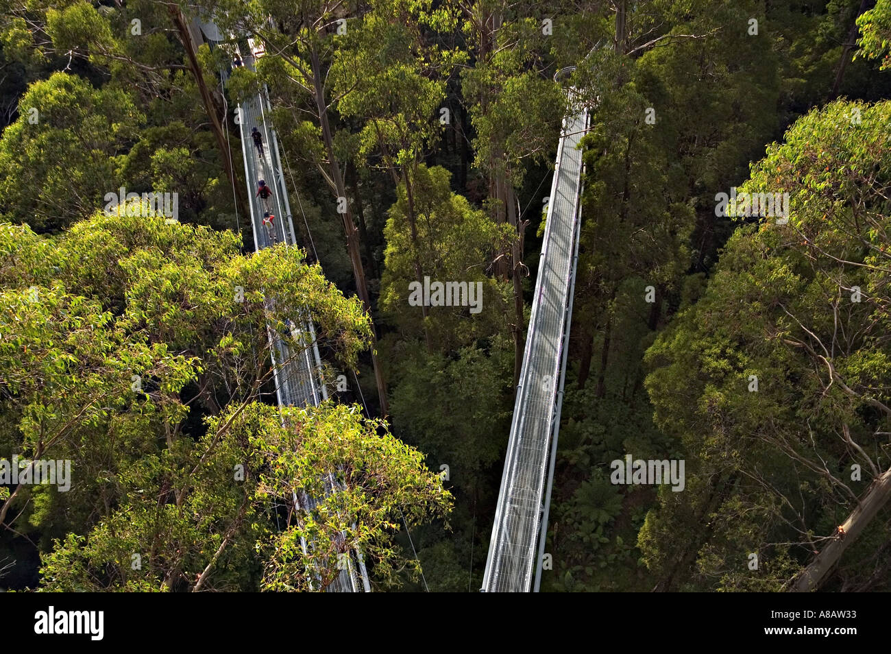Otway Forest in Otway National Park in Victoria Australia Stock Photo