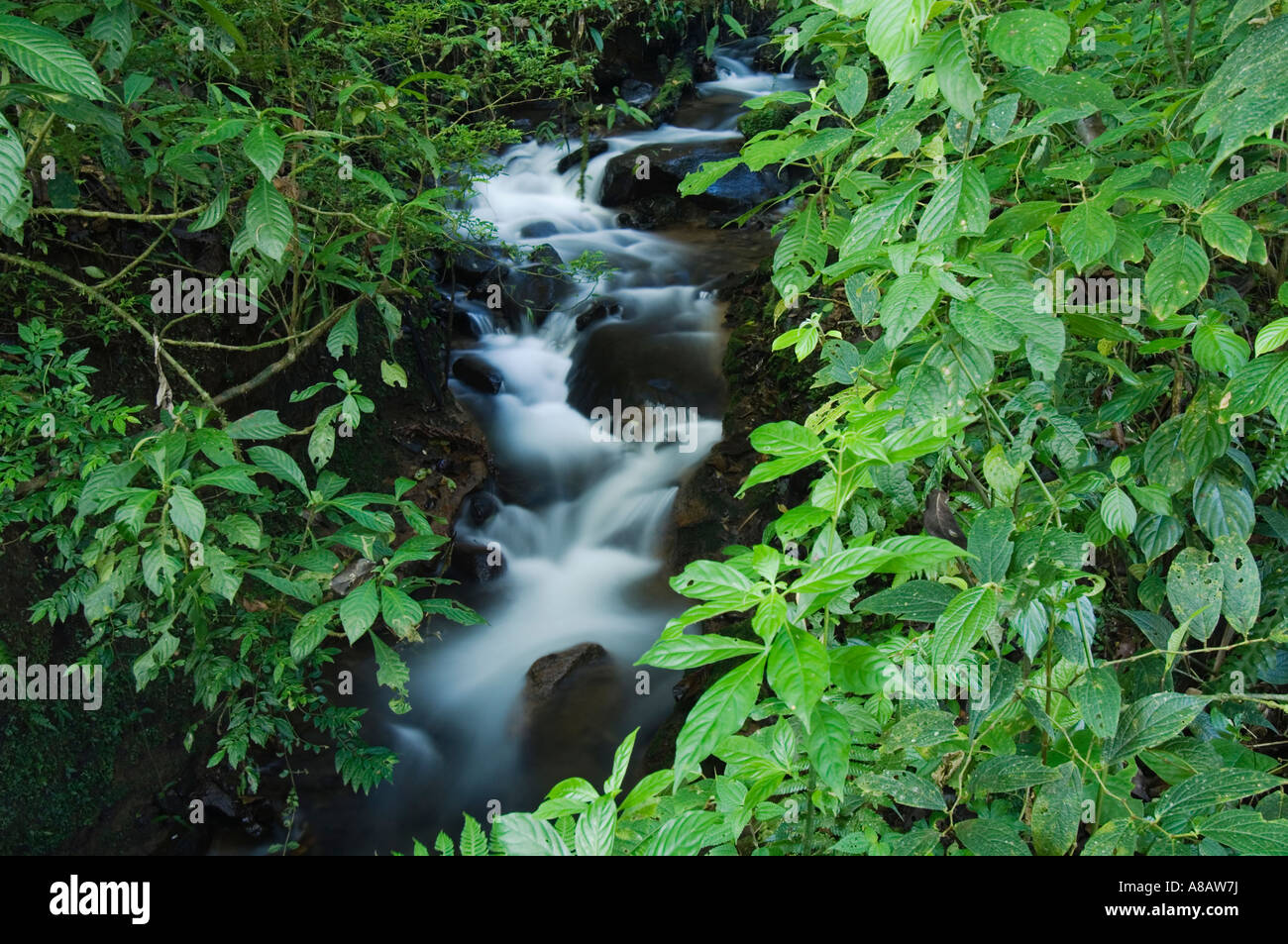 Mountain stream in Cloudforest in Highlands Bosque de Paz Central