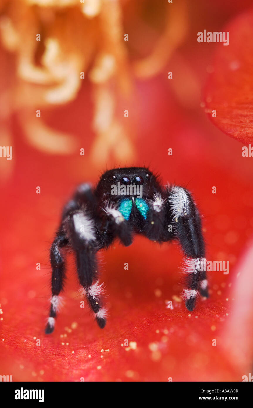 Daring Jumping Spider Phidippus audax adult in Texas Prickly Pear ...