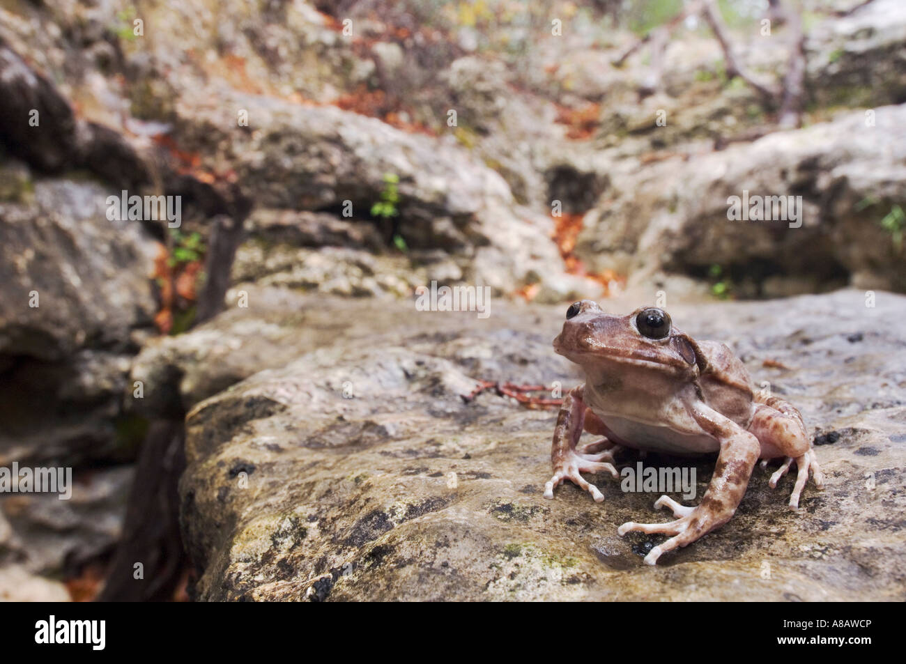 Eastern Barking Frog Eleutherodactylus augusti latrans adult in