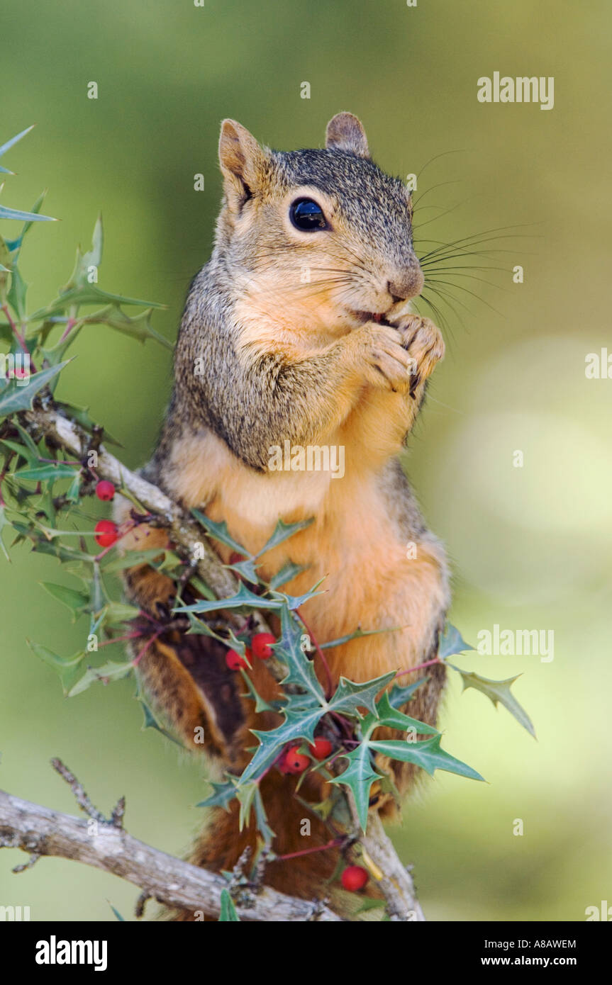 Fox Eating Raspberry Fox eating berries hi-res stock photography and images - Alamy