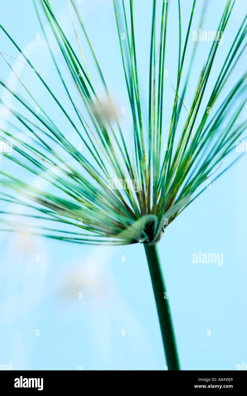 Abstract shot of papyrus grass ' Cyperus papyrus' against a soft blue background Stock Photo