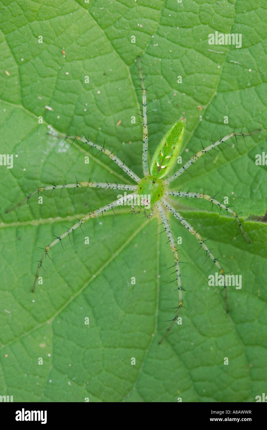 North texas spiders hires stock photography and images Alamy