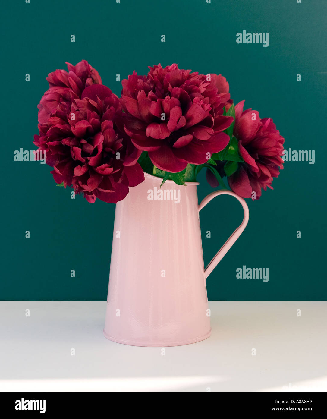 Peonies in a pink jug vase shot against a dark green background Stock Photo