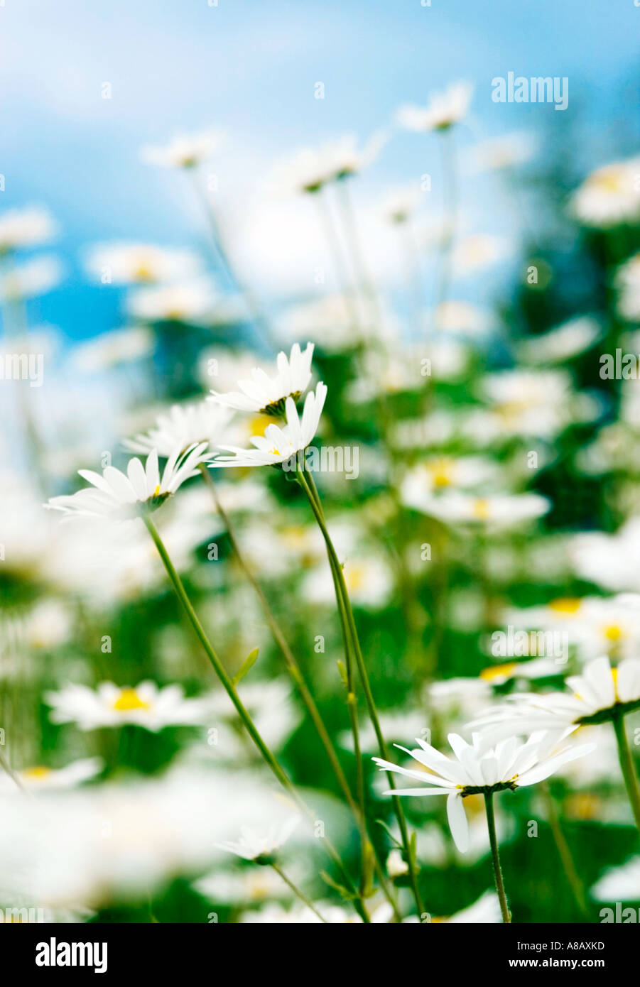 Worms eye view of and abundance of ox-eye daisies shot in early summer Stock Photo