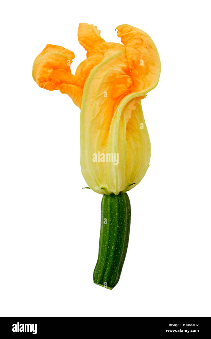 Common name: Courgette Latin name: Curcubita pepo Stock Photo - Alamy