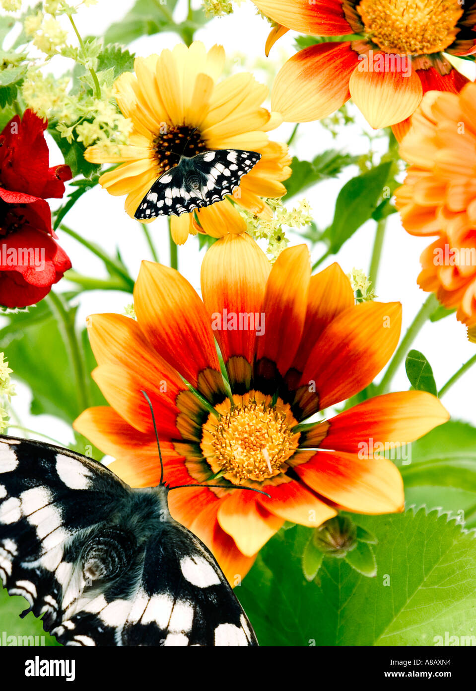 Surreal tropical image of butterflies and ga Stock Photo