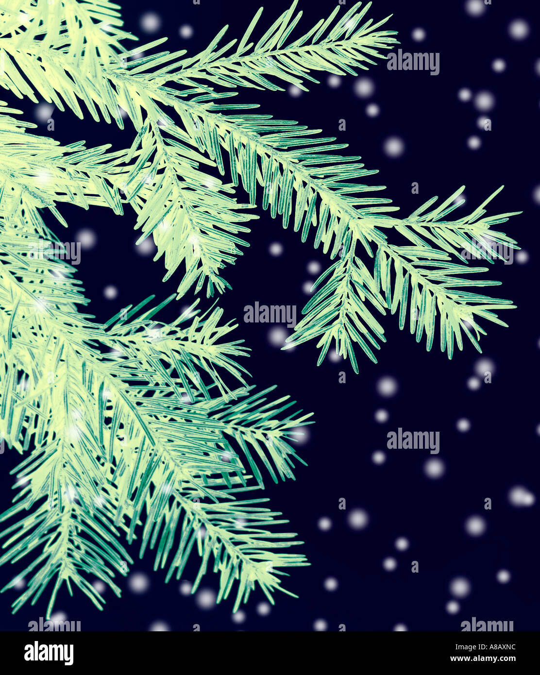 Illustrative festive image of pine tree and falling snow Stock Photo