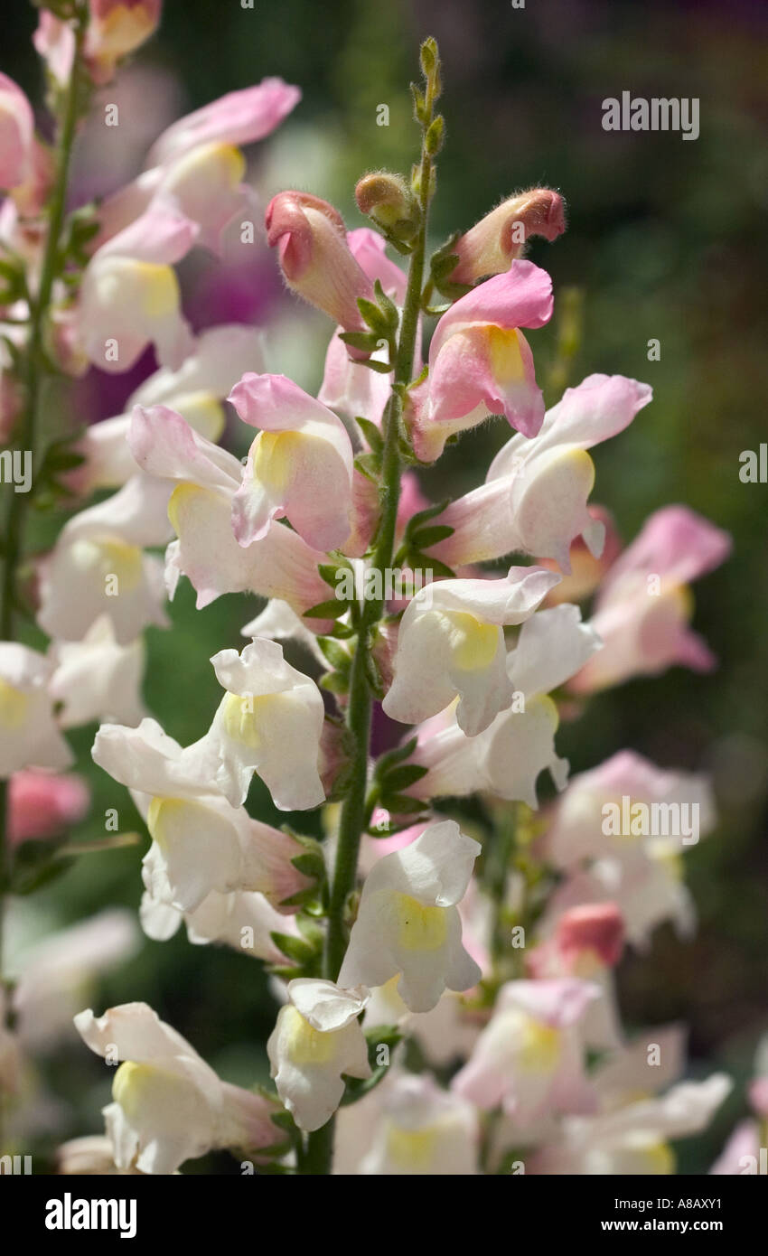 Natural shot of Snapdragons 'Antirrhinum majus' Stock Photo
