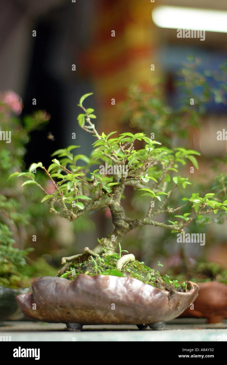 Bonsai dwarf plants Stock Photo Alamy