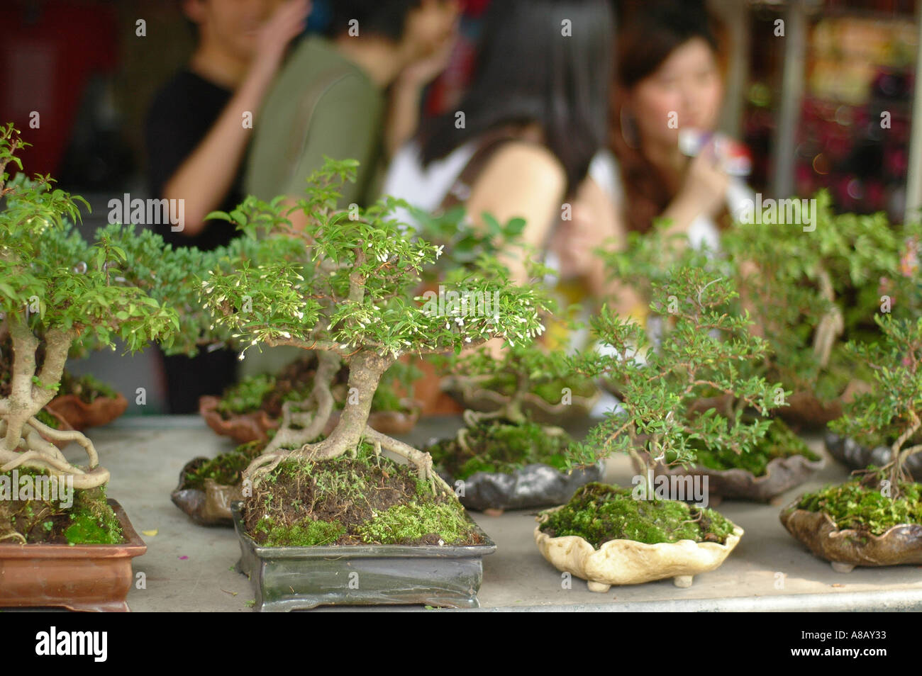 Bonsai dwarf plants Stock Photo Alamy