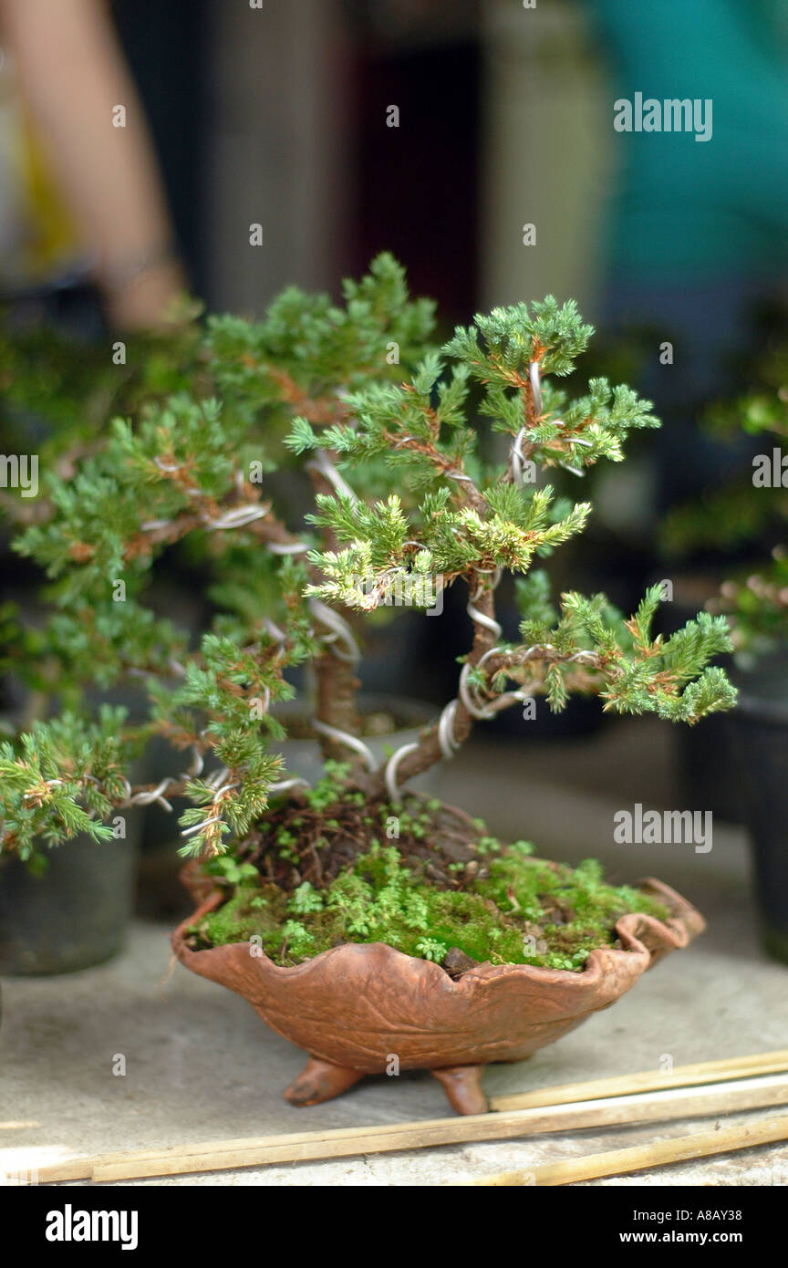 Bonsai dwarf plants Stock Photo Alamy