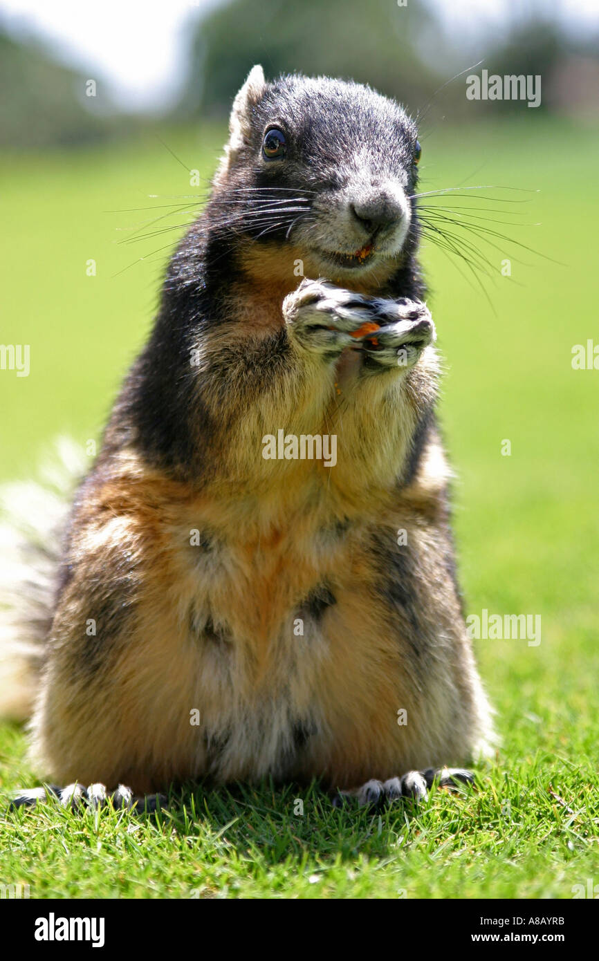 Squirrel eating orange cracker Stock Photo Alamy