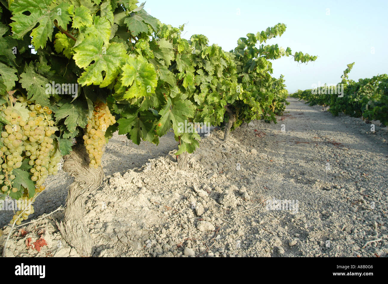 Sherry Grapes, Jerez, Andalucia, Spain Stock Photo