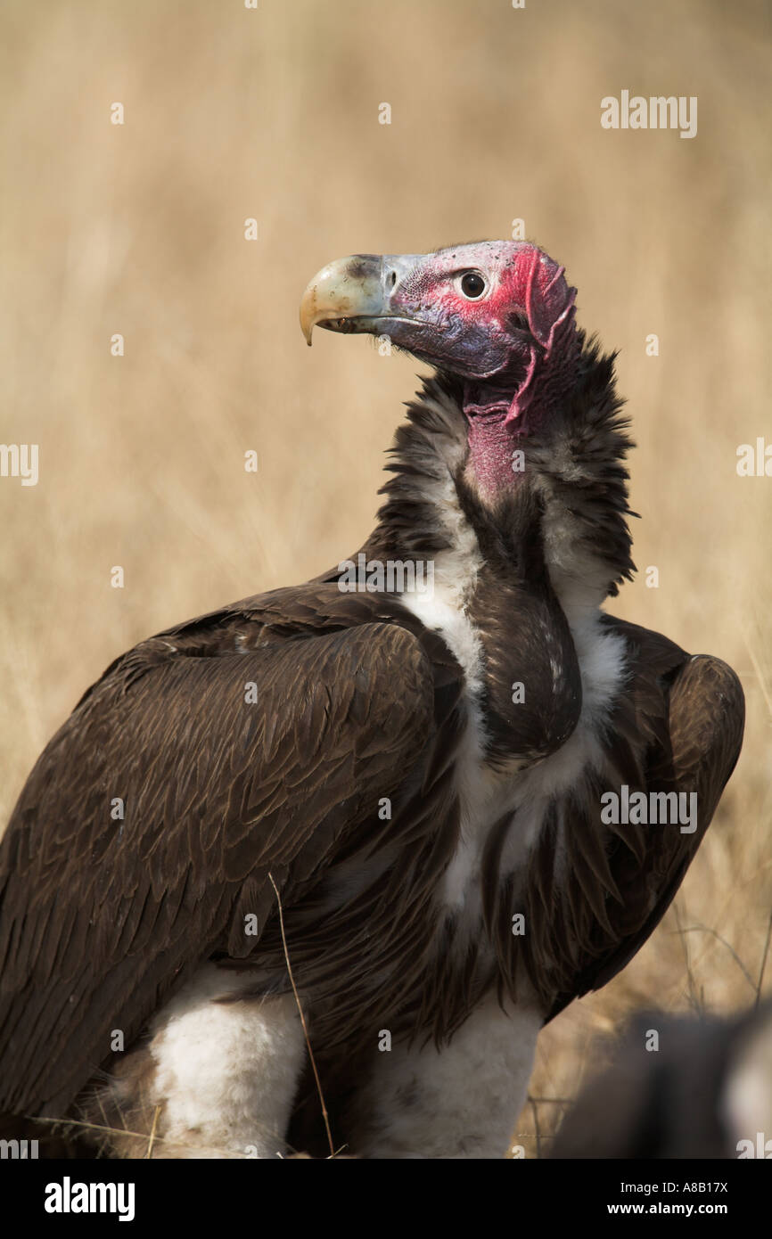Lappet Faced Vulture torgos Tracheliotos South Africa Stock Photo Alamy