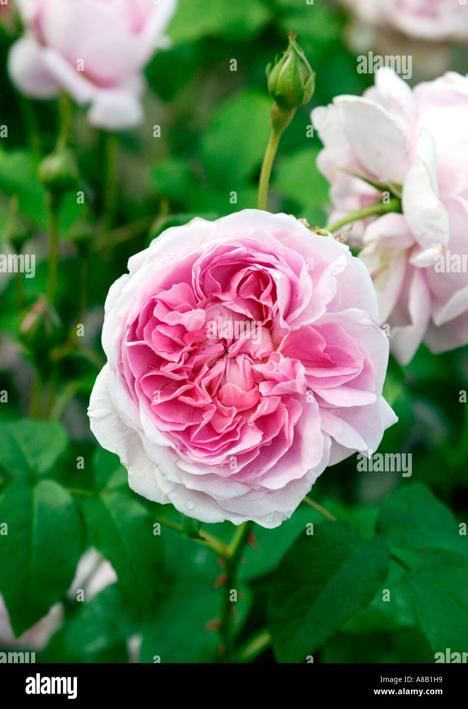 Natural shot of pink shrub rose 'rosa' Stock Photo - Alamy