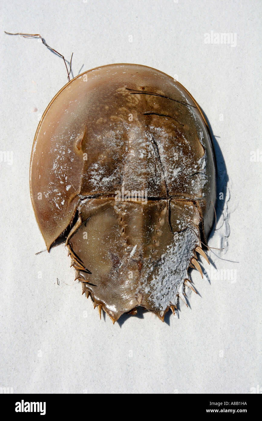 Horseshoe crab on the sandy beach in Florida Stock Photo - Alamy