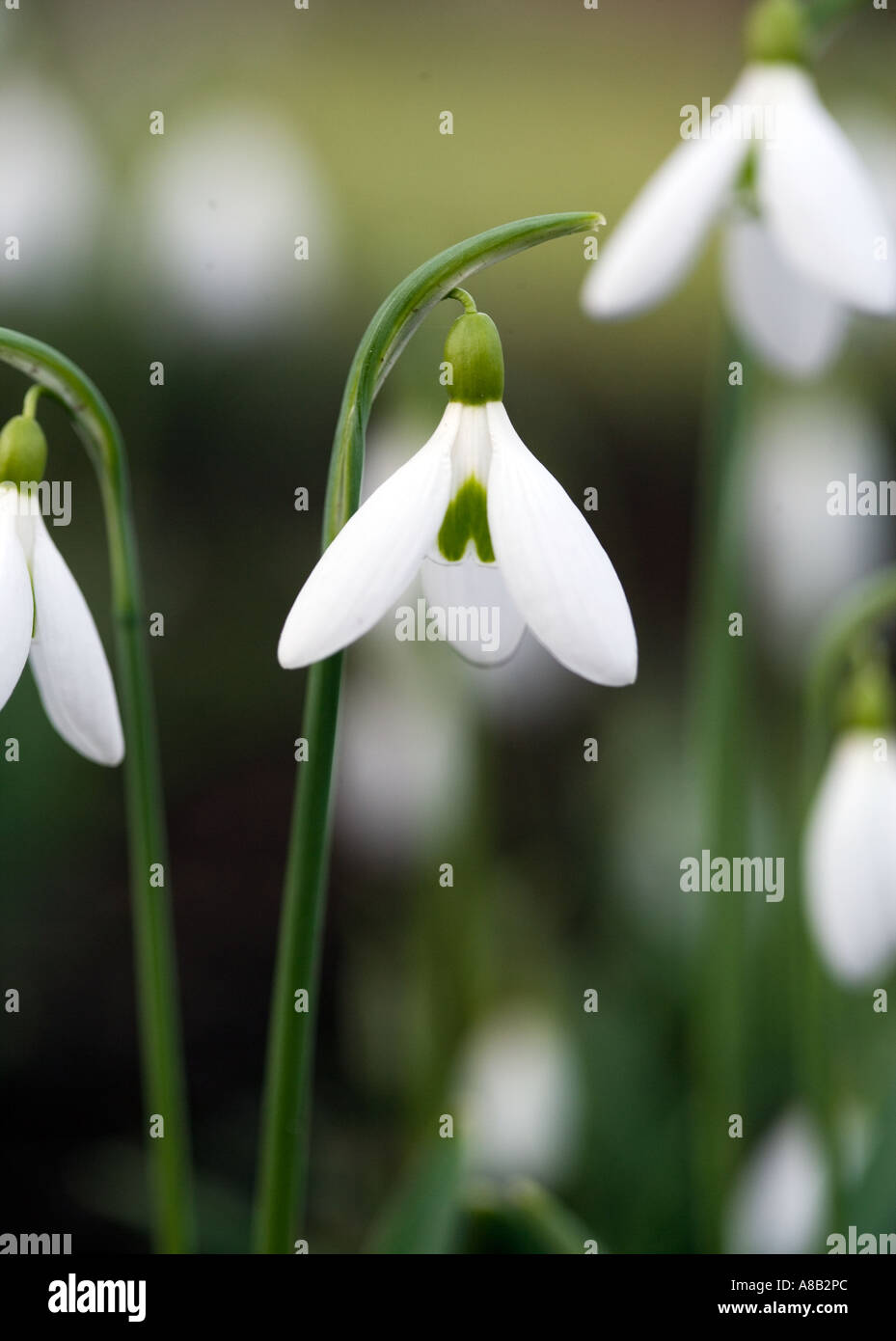 Snowdrops shot in natural environment in late winter. COMMON NAME: Snowdrop LATIN NAME: Galanthus Stock Photo