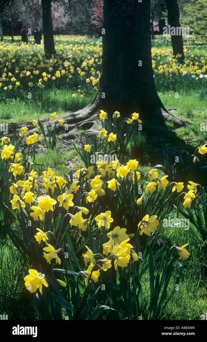 Display of Daffodils, Wilderness Garden, Hampton Court Gardens, East ...