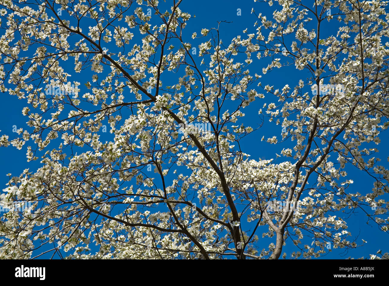 Flowering Dogwood Tree Garden Center Park Tulsa Oklahoma USA Stock