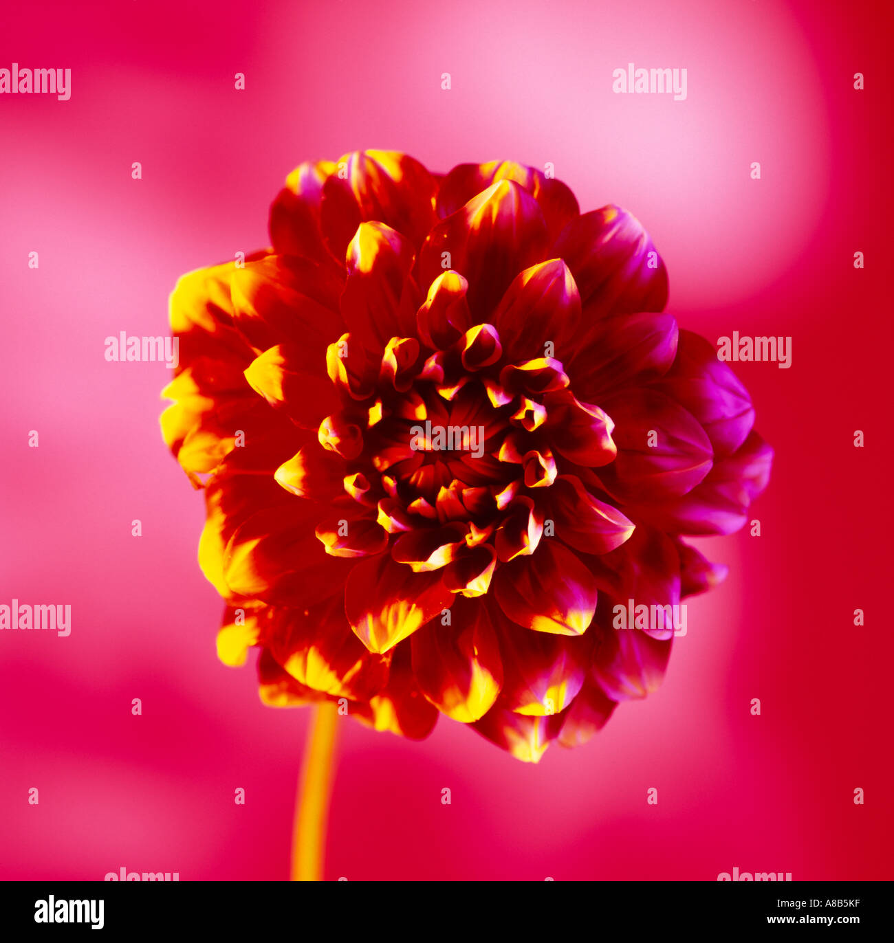Dahlia wild hi-res stock photography and images - Alamy