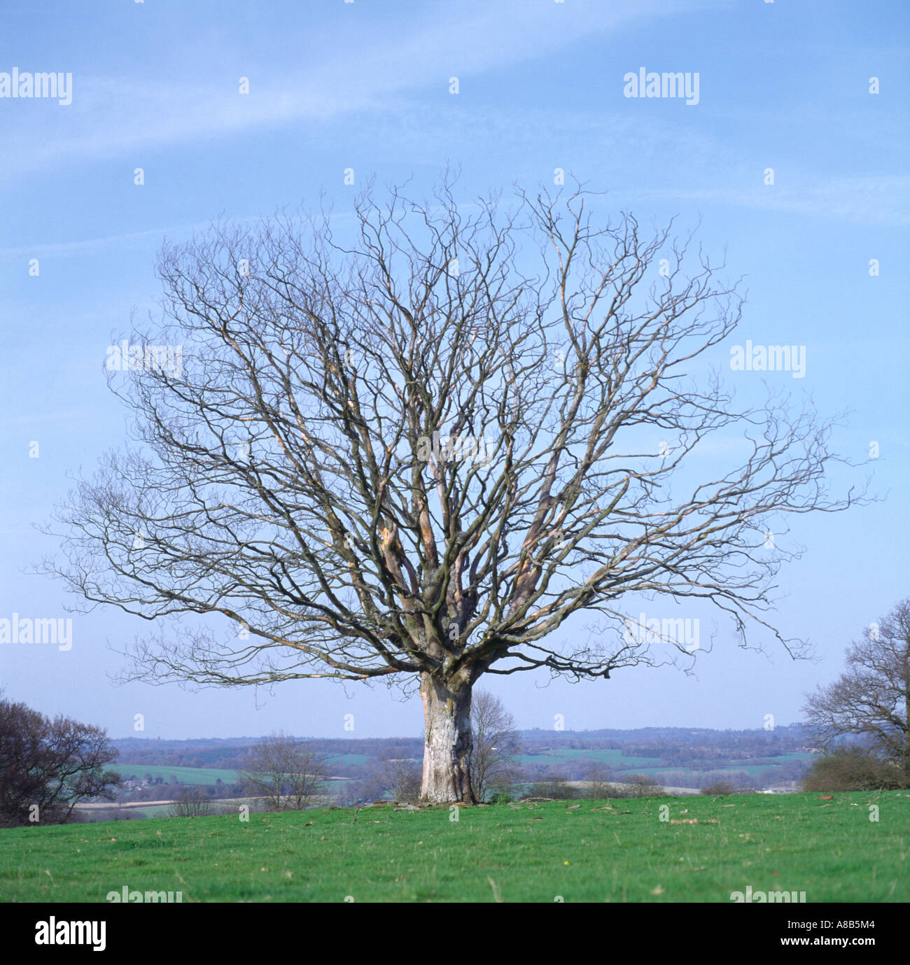 Dead lightning tree hi-res stock photography and images - Alamy