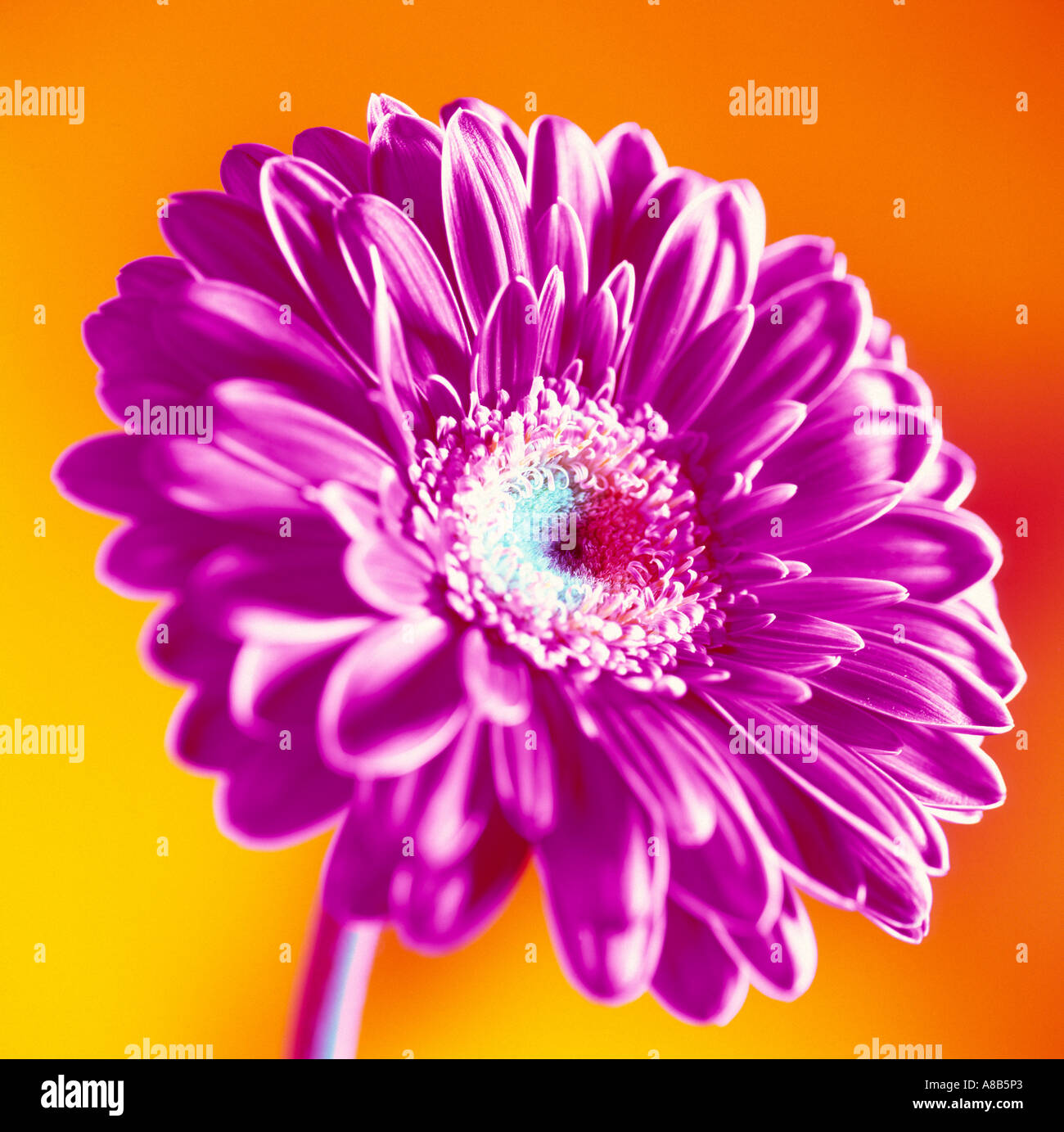 Gerbera, African Daisy macro close up Stock Photo