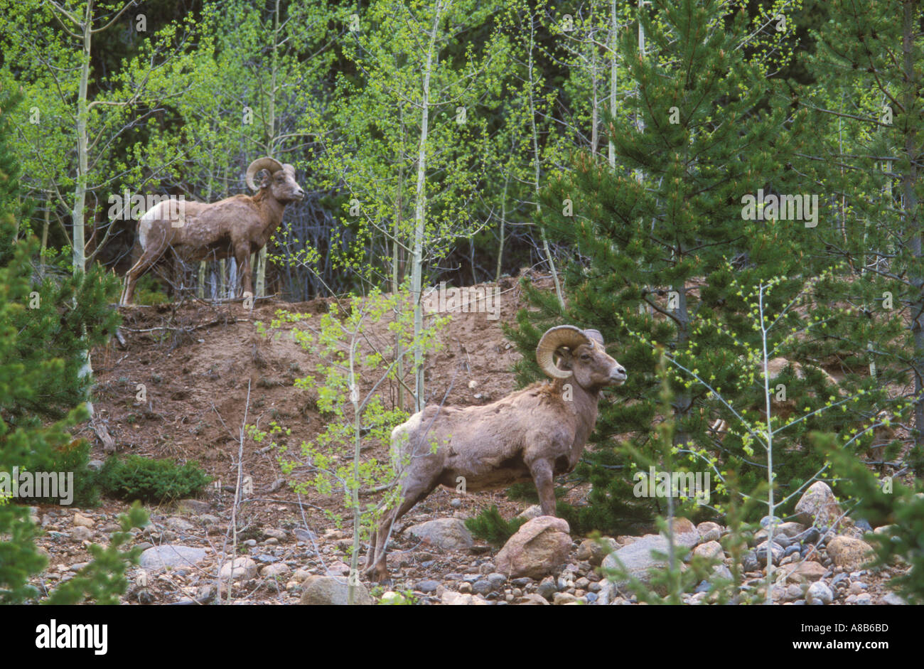 Two Bighorn Sheep Rams in classic profile Stock Photo - Alamy