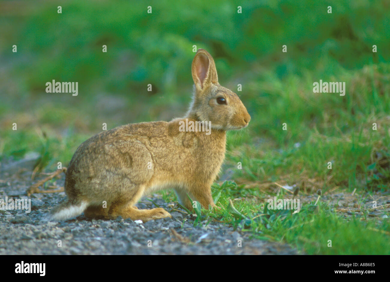 Rabbit a classic portrait Stock Photo - Alamy
