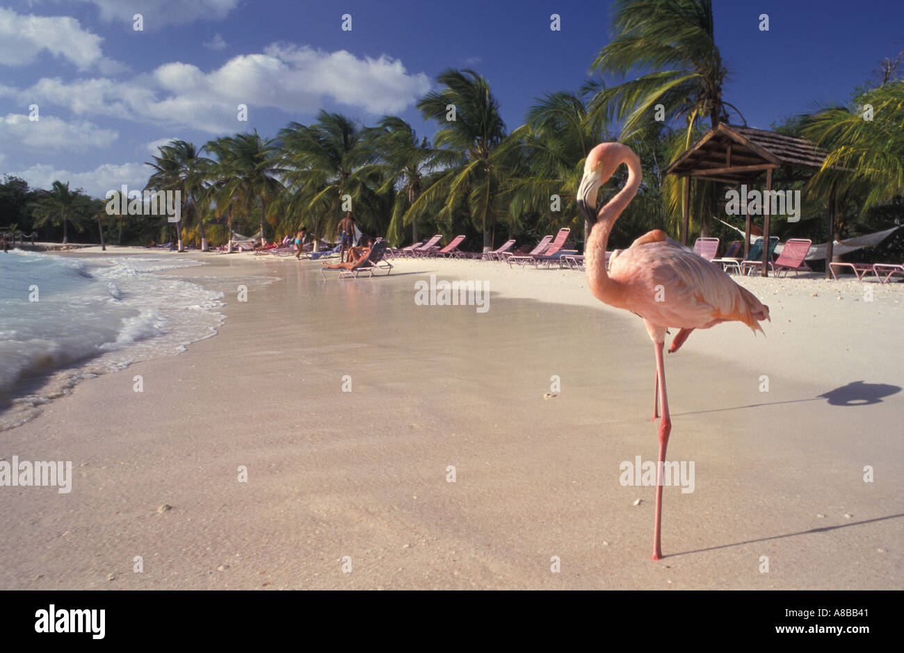 Aruba Dutch Caribbean Sonesta Island Flamingo Stock Photo - Alamy