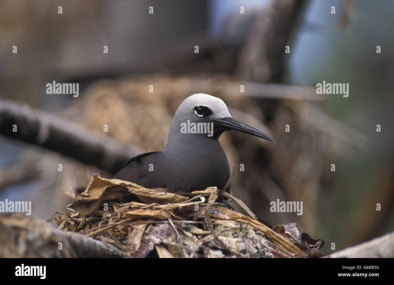 Seychelles Bird Island Lesser Noddy Anous Tenuirostris Stock Photo