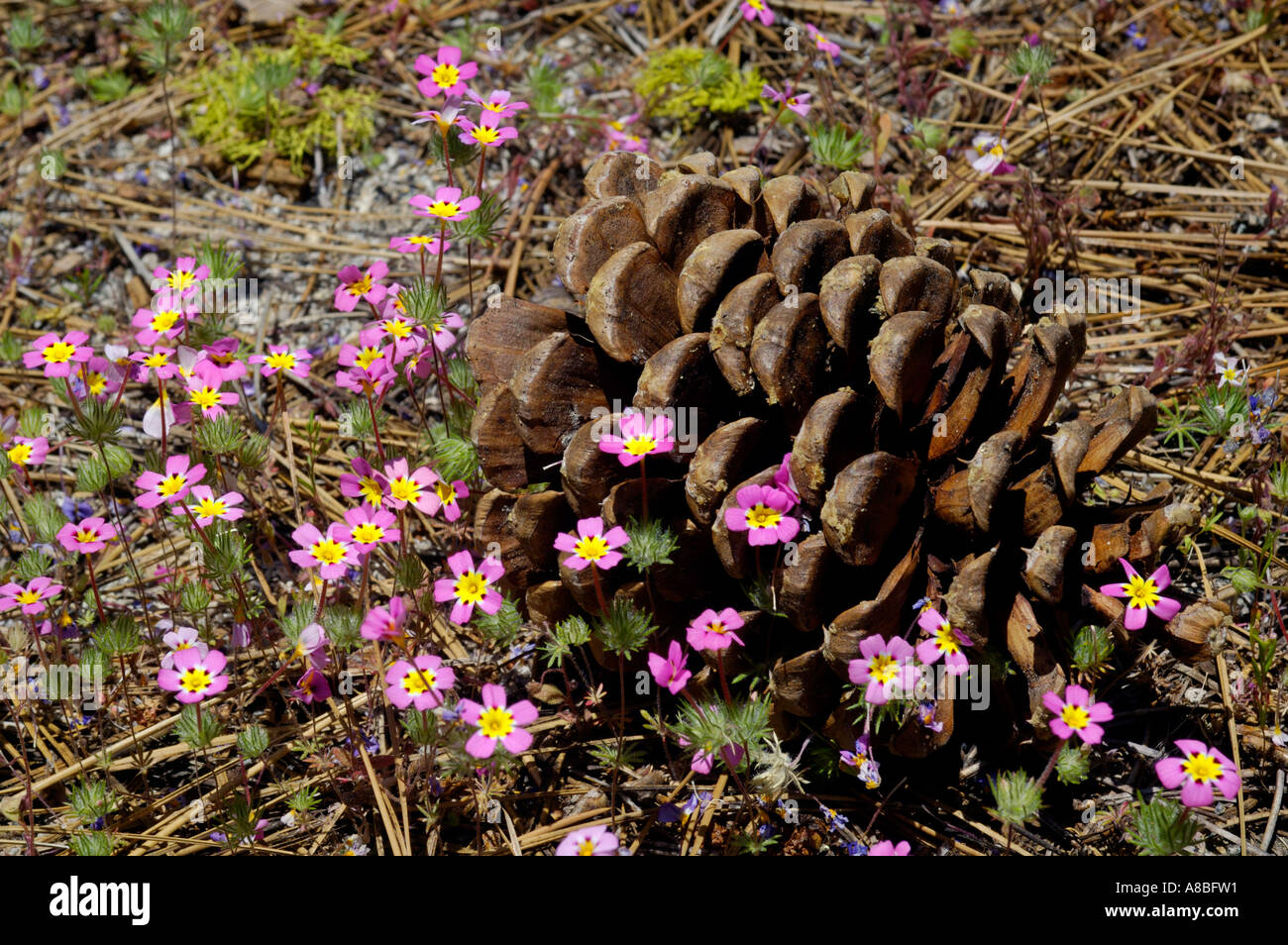 Mustang Clover Linanthus montanus and pine cone in summer near Crescent Meadow Sequoia National Park California Stock Photo