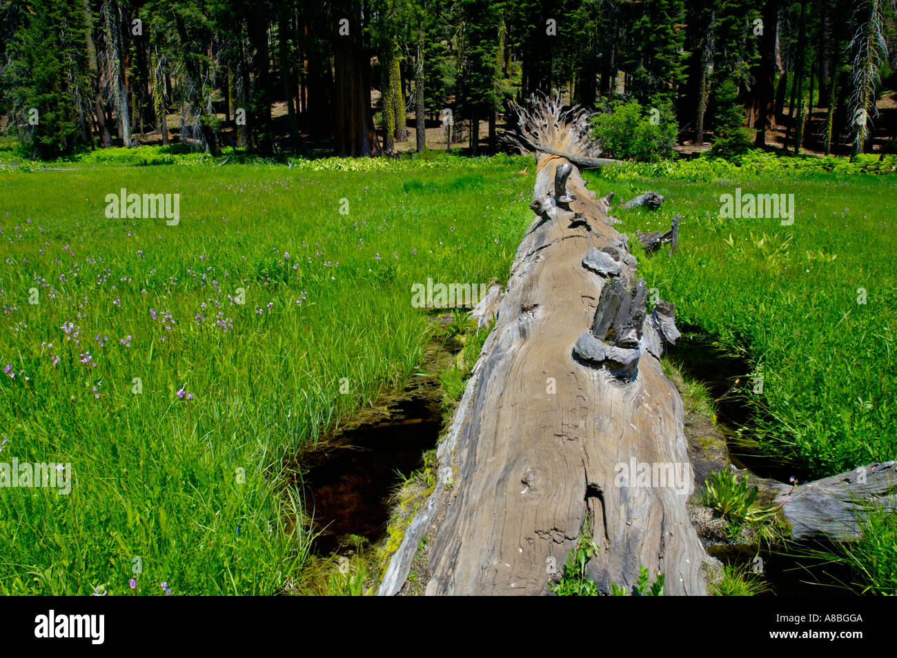 Fallen trunk of Giant Sequoia tree across Crescent Meadow in summer ...