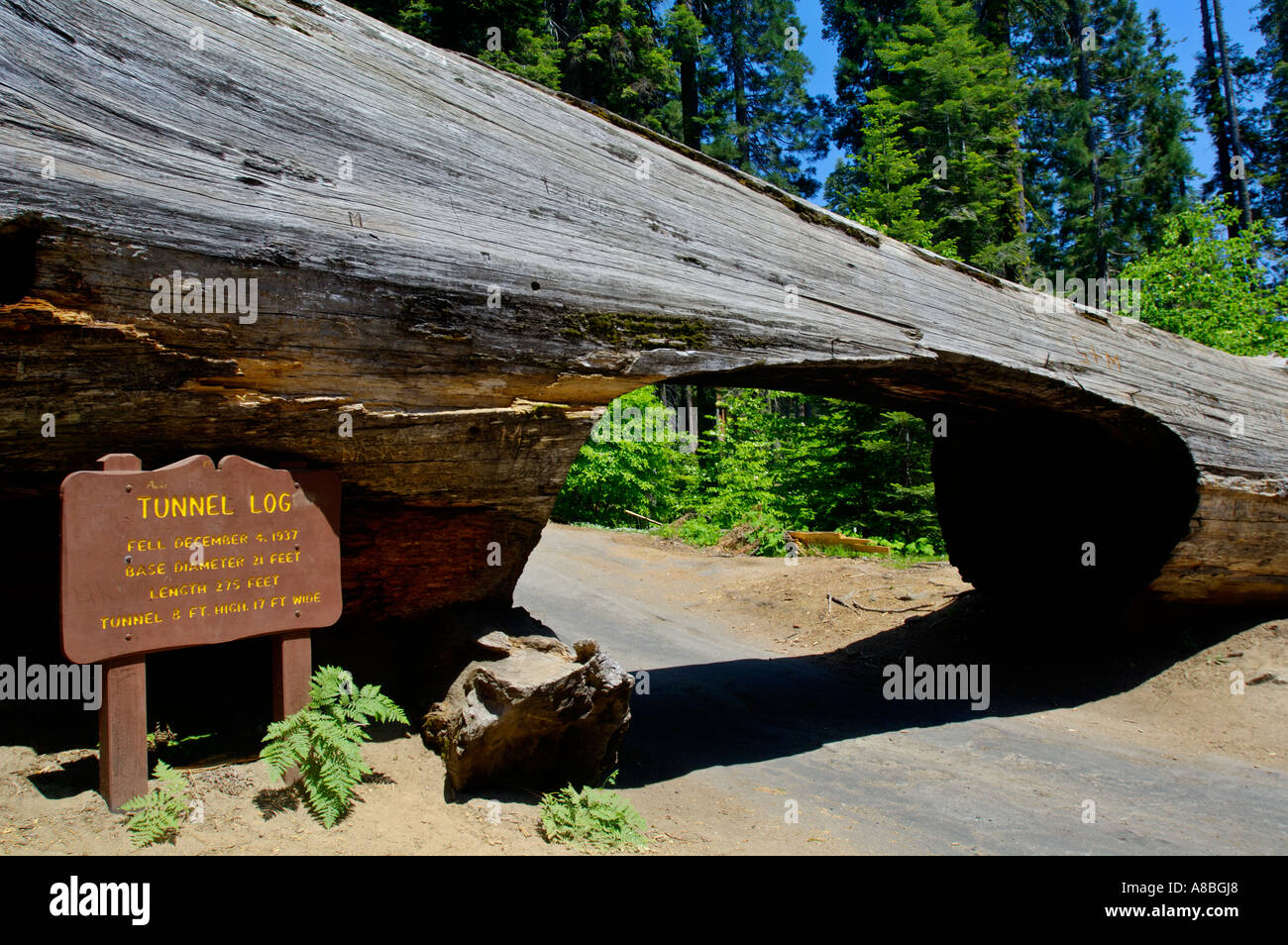 Carved opening for cars to drive through fallen tree trunk Tunnel Log Sequoia National Park California Stock Photo