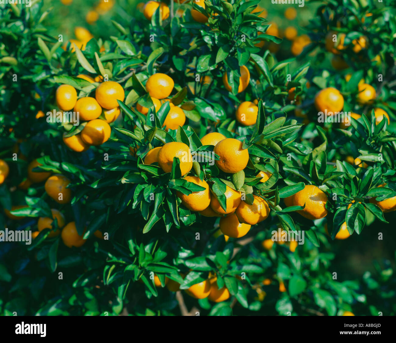 Jeju Island Citron tree Stock Photo - Alamy