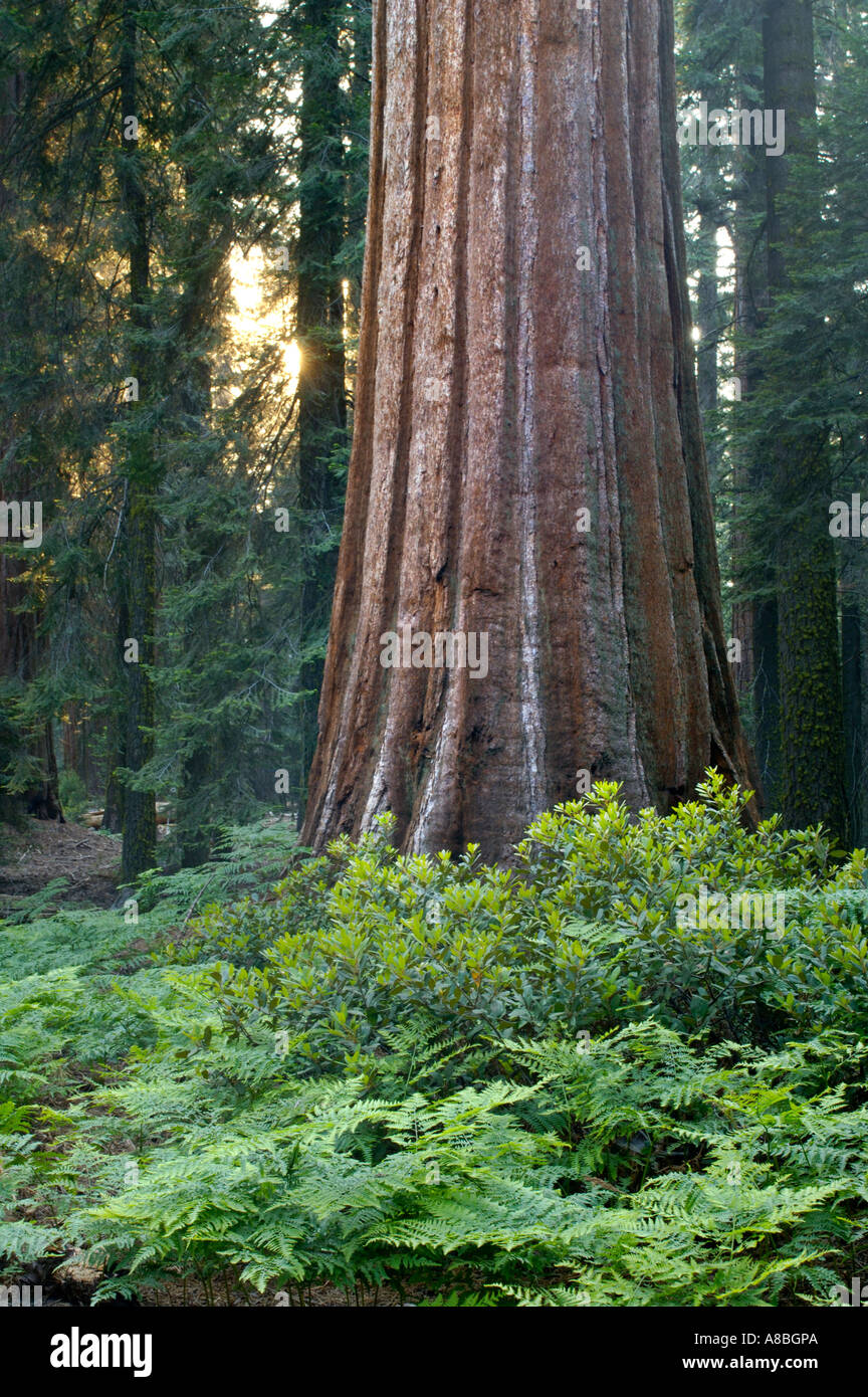Giant Sequoia tree in mixed conifer pine forest at sunset Sequoia National Park California Stock