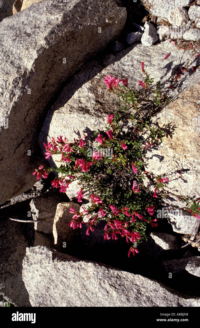 California Lake Tahoe Wildflowers near Lake Tahoe Stock Photo Alamy