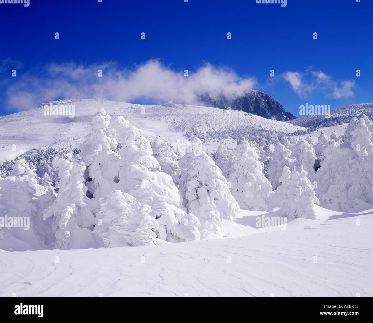 Jeju Island snow scene of Halla mountain winter Stock Photo Alamy