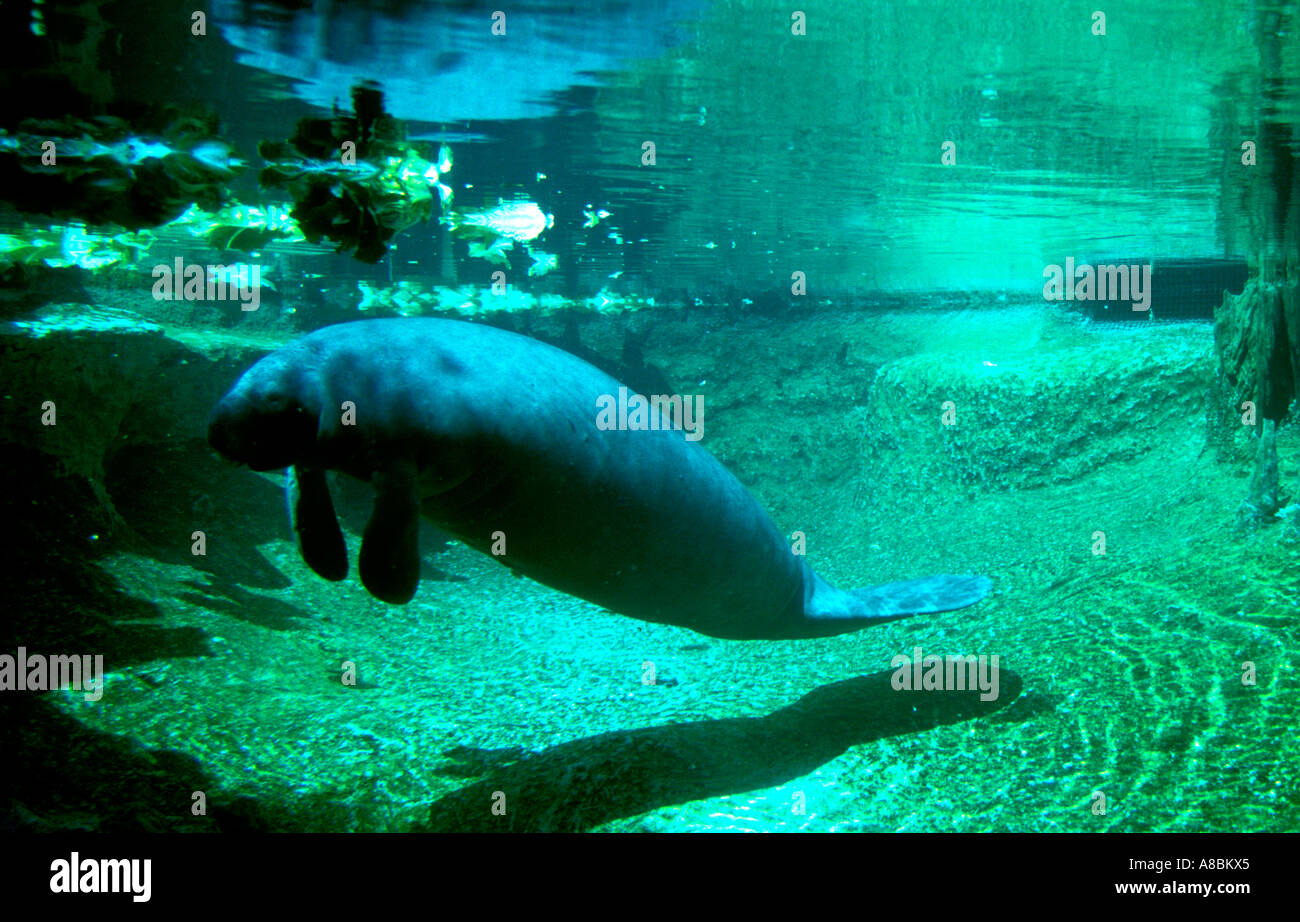 Florida Tampa Manatees at Lowry Park Zoo endangered species Stock Photo