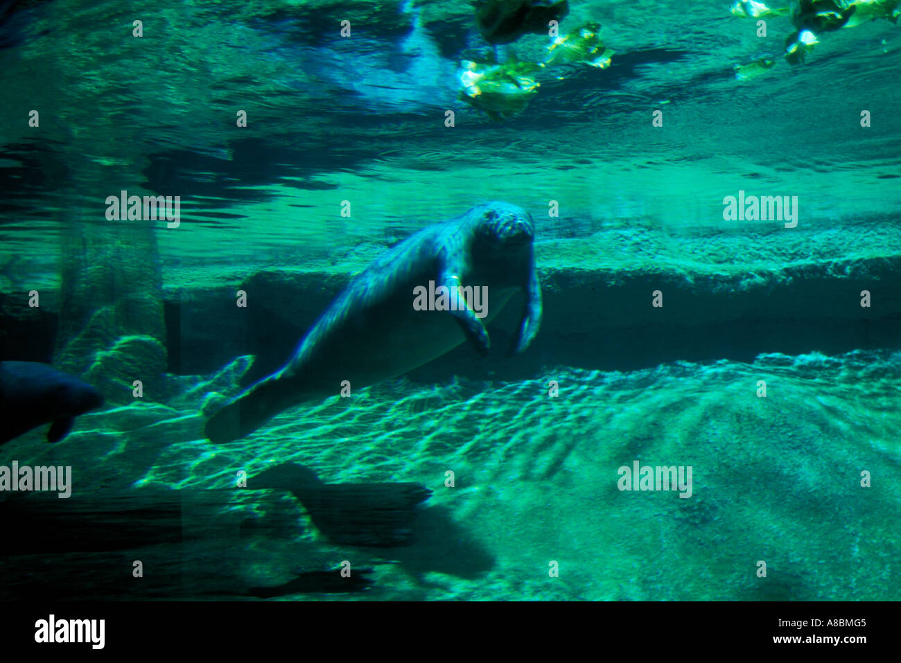 Florida Tampa Manatee at Lowry Park Zoo Endangered species Stock Photo