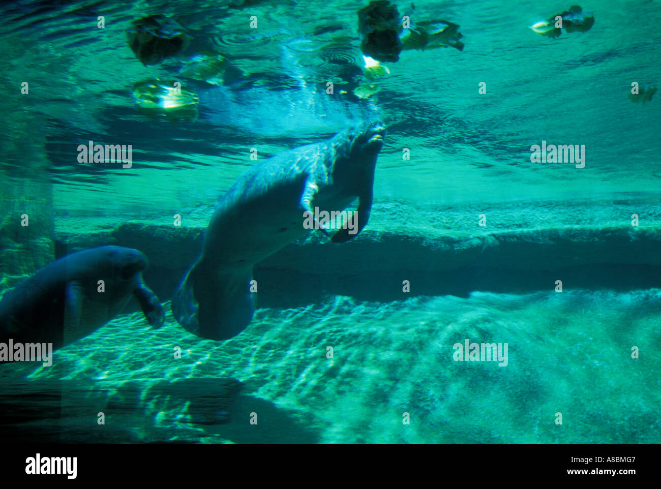 Florida Tampa Manatees at Lowry Park Zoo Endangered species Stock Photo